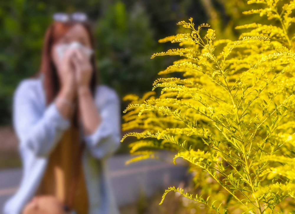 ragweed:, a common trigger for seasonal allergies