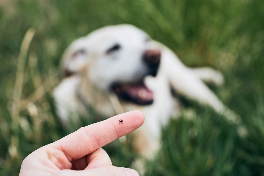 a small blacklegged tick on someone's finger