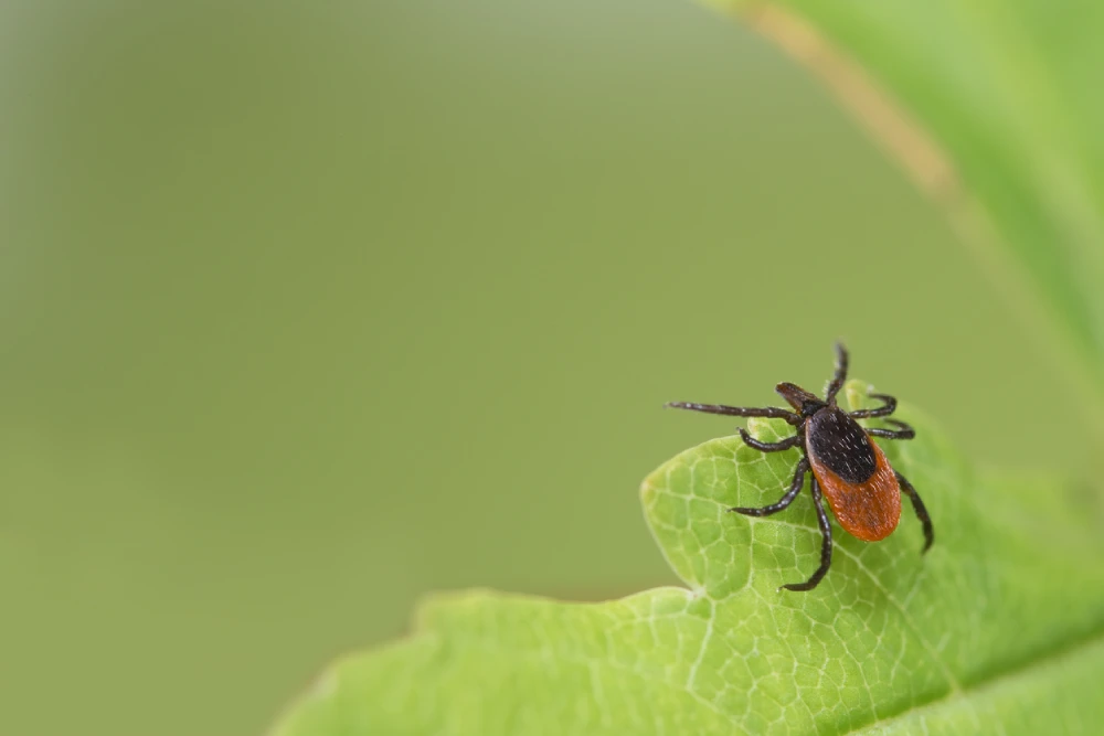 a deer tick that carries lyme disease